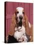 Basset Hound Breed, USA, North America-Lynn M. Stone-Stretched Canvas