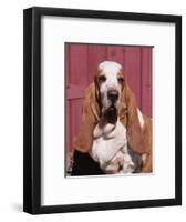 Basset Hound Breed, USA, North America-Lynn M. Stone-Framed Premium Photographic Print