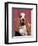 Basset Hound Breed, USA, North America-Lynn M. Stone-Framed Premium Photographic Print