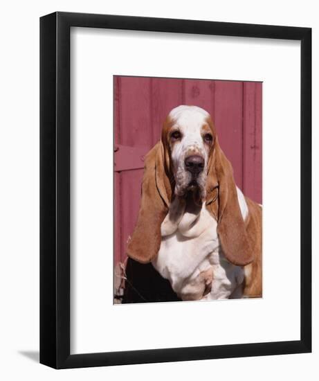 Basset Hound Breed, USA, North America-Lynn M. Stone-Framed Premium Photographic Print