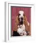 Basset Hound Breed, USA, North America-Lynn M. Stone-Framed Premium Photographic Print