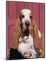 Basset Hound Breed, USA, North America-Lynn M. Stone-Mounted Premium Photographic Print