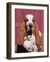 Basset Hound Breed, USA, North America-Lynn M. Stone-Framed Photographic Print