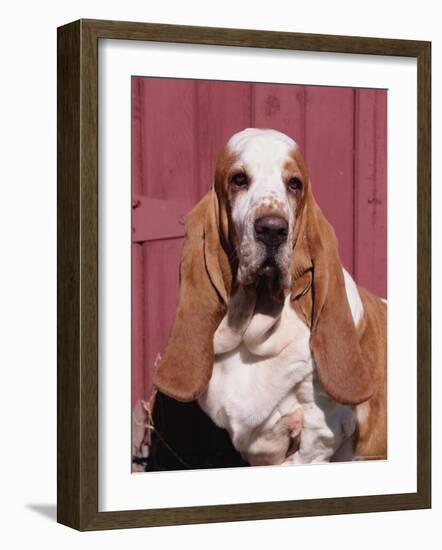 Basset Hound Breed, USA, North America-Lynn M. Stone-Framed Photographic Print