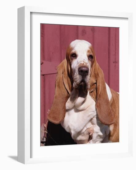 Basset Hound Breed, USA, North America-Lynn M. Stone-Framed Photographic Print