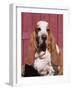 Basset Hound Breed, USA, North America-Lynn M. Stone-Framed Photographic Print