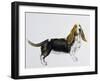 Basset Hound (Canis Lupus), Canidae, Drawing-null-Framed Giclee Print