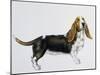 Basset Hound (Canis Lupus), Canidae, Drawing-null-Mounted Giclee Print