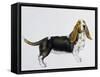 Basset Hound (Canis Lupus), Canidae, Drawing-null-Framed Stretched Canvas