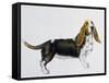 Basset Hound (Canis Lupus), Canidae, Drawing-null-Framed Stretched Canvas