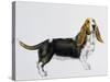 Basset Hound (Canis Lupus), Canidae, Drawing-null-Stretched Canvas