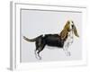 Basset Hound (Canis Lupus), Canidae, Drawing-null-Framed Giclee Print