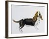 Basset Hound (Canis Lupus), Canidae, Drawing-null-Framed Giclee Print