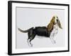 Basset Hound (Canis Lupus), Canidae, Drawing-null-Framed Giclee Print