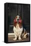 Basset Hound Carrying a Dog Bone-DLILLC-Framed Stretched Canvas