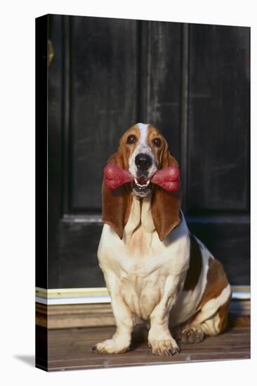 Basset Hound Carrying a Dog Bone-DLILLC-Stretched Canvas
