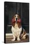 Basset Hound Carrying a Dog Bone-DLILLC-Framed Stretched Canvas