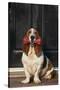 Basset Hound Carrying a Dog Bone-DLILLC-Stretched Canvas