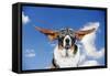 Basset Hound Dog Wearing Goggles with Ears Out-null-Framed Stretched Canvas