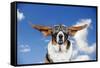 Basset Hound Dog Wearing Goggles with Ears Out-null-Framed Stretched Canvas