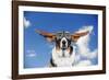 Basset Hound Dog Wearing Goggles with Ears Out-null-Framed Photographic Print