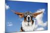 Basset Hound Dog Wearing Goggles with Ears Out-null-Mounted Photographic Print