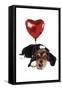 Basset Hound Dog with Heart Shaped Balloon-null-Framed Stretched Canvas