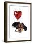 Basset Hound Dog with Heart Shaped Balloon-null-Framed Photographic Print