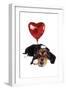 Basset Hound Dog with Heart Shaped Balloon-null-Framed Photographic Print