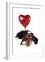 Basset Hound Dog with Heart Shaped Balloon-null-Framed Photographic Print