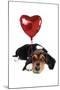 Basset Hound Dog with Heart Shaped Balloon-null-Mounted Photographic Print