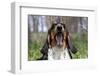 Basset Hound (Female) Yawning, Geneva, Illinois, USA-Lynn M^ Stone-Framed Photographic Print