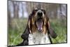 Basset Hound (Female) Yawning, Geneva, Illinois, USA-Lynn M^ Stone-Mounted Photographic Print