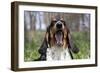 Basset Hound (Female) Yawning, Geneva, Illinois, USA-Lynn M^ Stone-Framed Photographic Print