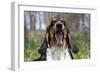 Basset Hound (Female) Yawning, Geneva, Illinois, USA-Lynn M^ Stone-Framed Photographic Print