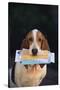 Basset Hound Fetching the Mail-DLILLC-Stretched Canvas