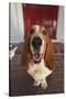 Basset Hound Fetching the Mail-DLILLC-Stretched Canvas