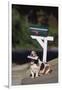 Basset Hound Fetching the Mail-DLILLC-Framed Photographic Print