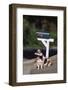 Basset Hound Fetching the Mail-DLILLC-Framed Photographic Print