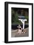 Basset Hound Fetching the Mail-DLILLC-Framed Photographic Print