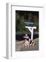 Basset Hound Fetching the Mail-DLILLC-Framed Photographic Print