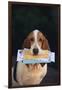 Basset Hound Fetching the Mail-DLILLC-Framed Photographic Print