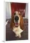 Basset Hound Fetching the Mail-DLILLC-Framed Photographic Print