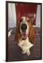 Basset Hound Fetching the Mail-DLILLC-Framed Photographic Print