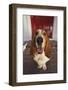 Basset Hound Fetching the Mail-DLILLC-Framed Photographic Print