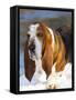 Basset Hound in Snow-Lynn M^ Stone-Framed Stretched Canvas