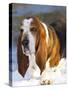 Basset Hound in Snow-Lynn M^ Stone-Stretched Canvas