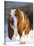 Basset Hound in Snow-Lynn M^ Stone-Stretched Canvas