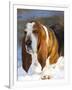 Basset Hound in Snow-Lynn M^ Stone-Framed Photographic Print