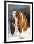 Basset Hound in Snow-Lynn M^ Stone-Framed Photographic Print